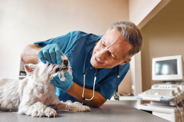Best Emergency Root Canal Therapy in Shannondale, WV